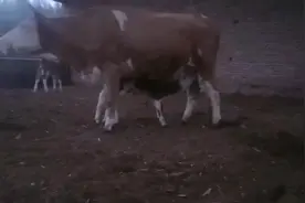 小牛犊吃奶，求为什么拱一下的原因🤔🤔