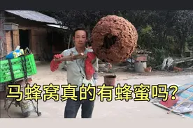 很多人都以为马蜂窝里面有蜂蜜今天我们摘个来看一下到底有没有视频封面