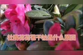杜鹃花花苞干枯是什么原因