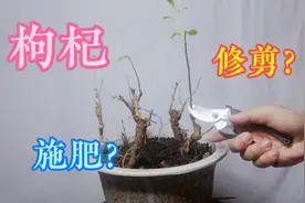 盆栽枸杞夏季如何修剪施肥？快来看看！千万别错过