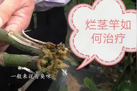 茄子烂茎竿如何治疗视频封面