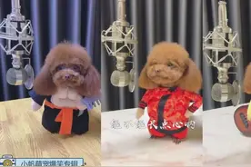 泰迪妞妞翻唱歌曲，结果一开口手机都被吓掉了，太逗了