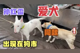 牛头梗温顺起来林永健凶猛起来孙红雷！视频封面
