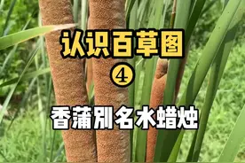 大家小时候用这个植物点过火把吗？#神奇的植物 #水蜡烛 #植物