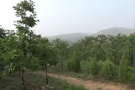 大圆圆在深山里偶然听到，类似吹口哨的鸟叫声，到底是什么鸟?