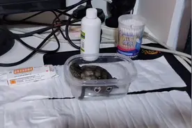手把手教你怎样治疗乌龟腐甲——请签收