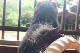 把黑猫掉的猫毛收集起来，做成一个小玩偶，试试它的反应