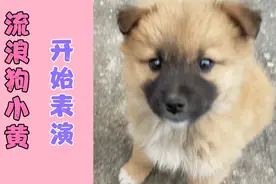 农村大叔捡了只流浪狗小黄，开启虐狗模式视频封面