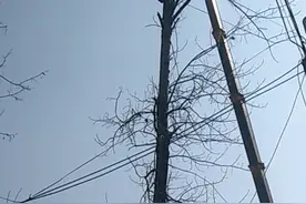 挨着房子的树怎么砍？大型机械登场，轻轻松松放倒。