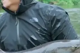 新疆最大型的淡水鱼，哲罗鲑，最长能长到5米，体重能达到300斤。视频封面