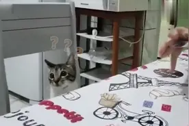 用虚晃这一招，能让猫咪安静一整天，不信，你可以试试！