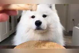 萨摩耶狗狗吃各种脆脆的小饼干水果，狗狗吃起来也好治愈啊！