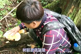 东北小伙：带媳妇上山找，野生水果，看到大丰收，直喊有口福了视频封面