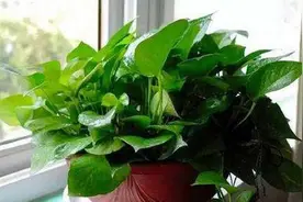 这三个“位置”，一定要放盆绿萝！不是迷信，放错了现在挪来得及视频封面