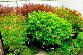 鱼缸水草发黄，水温太高？不一定，还有2种原因需要注意