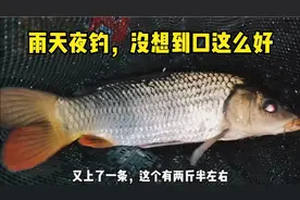 雨天夜钓，没想到鱼口这么好，狂上鲤鱼，过足了手瘾视频封面