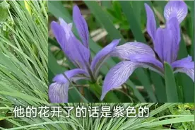 “马莲”又叫“马兰”，农村竟然用来包粽子，你还知道其他作用吗