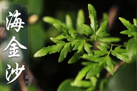 农村常见的一种野草，是个“宝贝”！可治疗各种结石，利尿通淋！视频封面