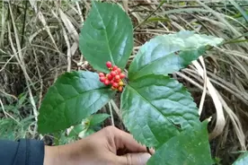 草珊瑚是一味名贵的中药材，也是一种可以做观赏植物视频封面