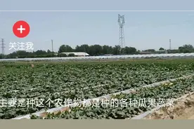 今天去保定市清苑县西王庄村赶集，这里出产各种瓜果蔬菜视频封面