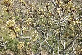 梨树花前第一遍药喷洒的关键时期大家清楚吗？选对时间事半功倍！视频封面