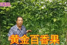 农民种植百香果用垂帘新技术，亩产量7000斤产值50000元，真棒