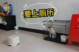 如何判断小狗狗要上厕所了，一起来看看现场版的