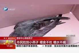 市民捡到受伤雨燕，喂食不吃喂水不喝，最后无奈只好求助野保中心视频封面