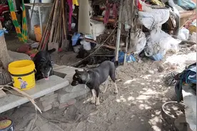 像这种杂交犬种养了3个多月，体重达到30斤左右。可是太嫩了。