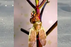 山东农村小伙投资300000元建金蝉养殖基地，三年才能有收益视频封面