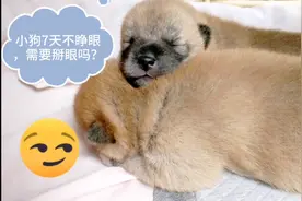 曼曼家的小狗7天不睁眼，需要掰眼吗？看这个处理方法，挺好的！视频封面
