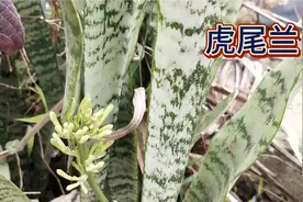 虎尾兰
别名
虎皮兰、千岁兰、虎尾掌、锦兰