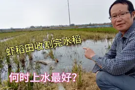 虾稻田收割完水稻何时上水？老陈实践经验分享：这样做最好！视频封面