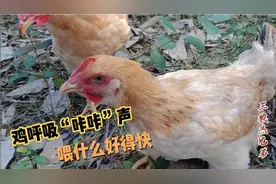 鸡“咕咕咔咔”声，偶尔伸脖子怪叫、甩鼻，喂什么好得快视频封面