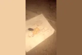 此昆虫为，土元俗称土鳖虫，是治疗骨科疾病的首选药物，饲喂简单