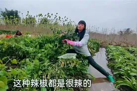 农村有种辣椒比小米椒还辣，产量高，成本低，销路还好视频封面