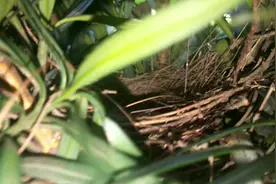 看看鸟妈妈把鸟宝宝孵出来没，不知道鸟宝宝长啥样！