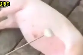 你们家养的猪有这嘛听话吗？一挠痒都躺那睡觉，也太可爱了！视频封面