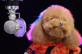 史上最牛逼泰迪，竟然还会唱歌了，看一次笑一次！