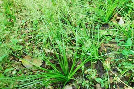 农村这种不起眼的野草，却是珍贵的“活化石”植物，你见过吗？视频封面
