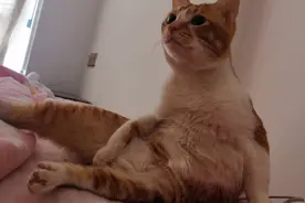 小猫咪从骨感到肉感的进化史，半年时间足够改变一只猫视频封面