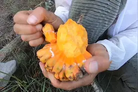 小伙子为了回忆下童年的味道摘下海边的野菠萝，有多少人吃过的呢