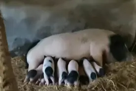 巴马香猪满月小猪，吃奶真凶视频封面