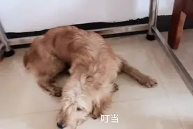这只狗狗不想养了，是杀了还是卖掉，你们说怎么办？