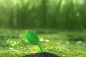 今天教大家嫁接杏树，操作简单成活率高，大家一起学习一下视频封面