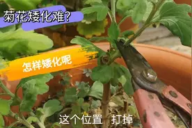 菊花如何矮化，分享多年的经验给你