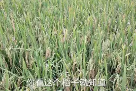 稻田长期被猪粪水流入，会有什么危害，时间长了田也应该废啦视频封面