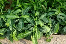 搜索了一下，原来是龙脷(Lì)叶，是药材，广东，广西，越南较多