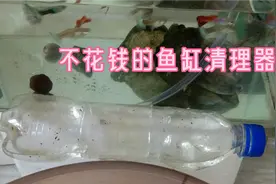 没有过录系统的鱼缸用什么清理粪便，这个自制清理器不花钱还好用