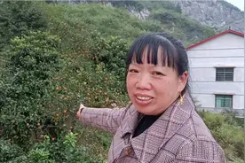 柿子熟了，农村大姐自做摘柿子神器，一摘一个准